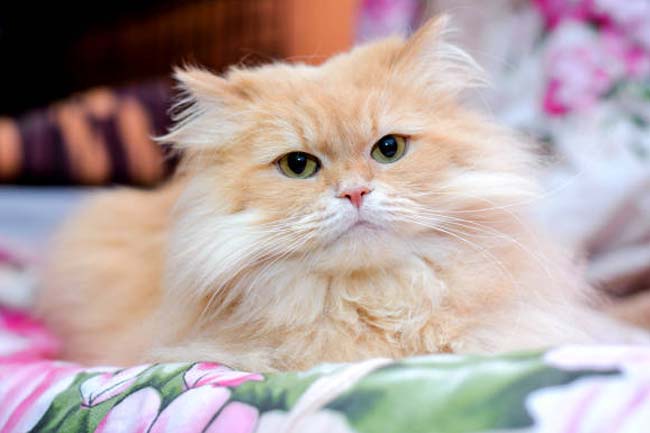 Top 21 des chats roux les plus beaux