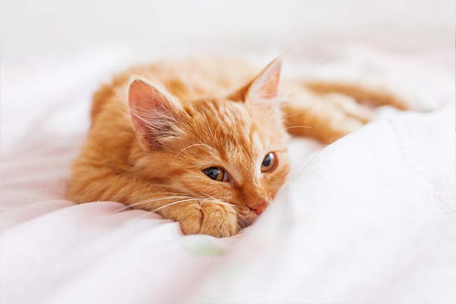 Top 21 des chats roux les plus beaux