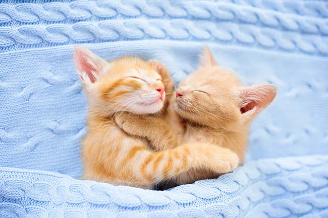 Les chats roux sont-ils vraiment les plus sympas ?