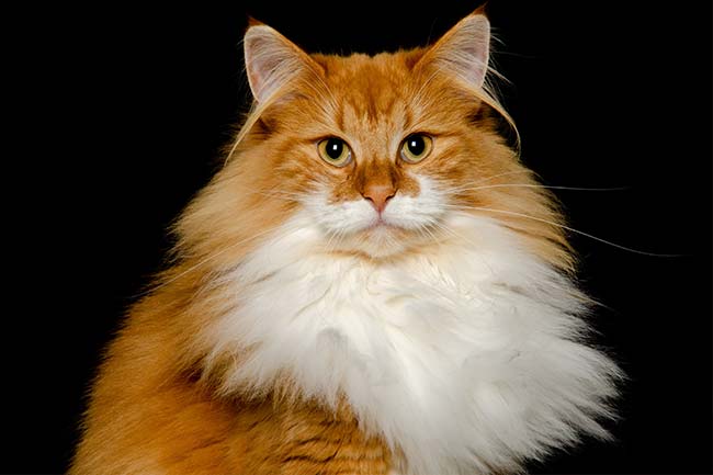 10 photos de chats roux qui vont vous faire craquer - Le Guide du Chat